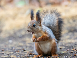 Squirrel in autumn hides nuts on the green grass with fallen yellow leaves
