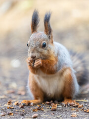 Squirrel in autumn hides nuts on the green grass with fallen yellow leaves