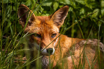 Red fox in the grass. Red fox vulpes