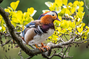 Mandarin duck on a branch. Duck on the branch