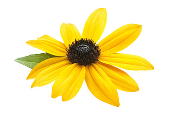 Obraz premium a yellow flower with green leaves on a white background