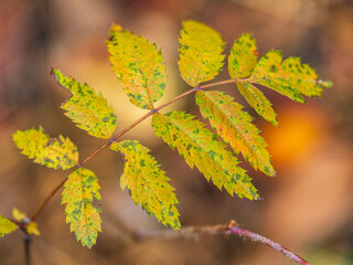 Rowan branches with yellow leaves in the autumn park.