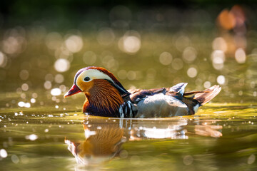 Mandarin duck in the pond. Duck in the water