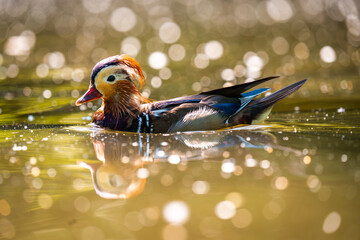 Mandarin duck in the pond. Duck in the water