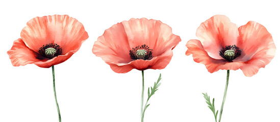 Fototapeta premium Red poppy flowers watercolor illustration isolated on transparent background, bright floral art, delicate petals, nature botanical design, vibrant summer bloom, garden flower bouquet