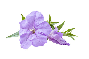 a purple flower with green leaves on a white background