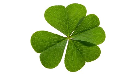 A vibrant five-leaf clover, isolated on white, symbolizes good luck and natural beauty in detail.