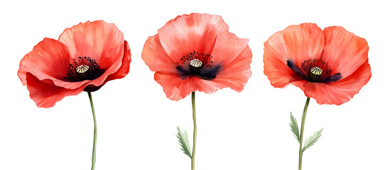 Fototapeta premium Red poppy flowers watercolor illustration isolated on transparent background, bright floral art, delicate petals, nature botanical design, vibrant summer bloom, garden flower bouquet