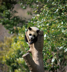 Baby giant panda sleeping on tree logs