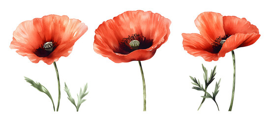 Obraz premium Red poppy flowers watercolor illustration isolated on transparent background, bright floral art, delicate petals, nature botanical design, vibrant summer bloom, garden flower bouquet