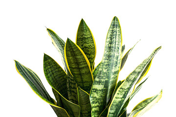 a potted plant with a white background