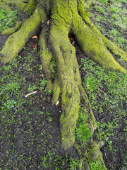 Green moss on the tree roots, Glasgow, Scotland