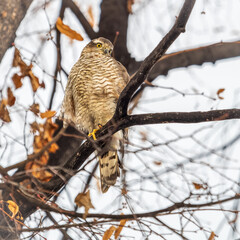 A Eurasian sparrowhawk perched on a branch of a tree outdoors.