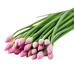 Fototapeta premium Close-up View of Pink Chive Blossoms: A Delicate Bouquet of Springtime's Beauty, Vibrant Colors and Natural Textures in Full Bloom, Glowing Gently Under Soft Lighting.