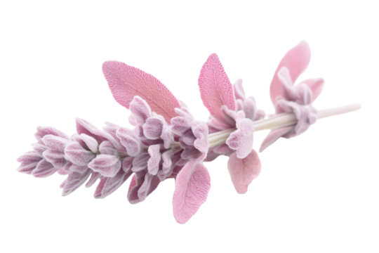 a close up of a plant with pink flowers