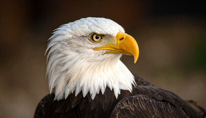Obraz premium American Bald Eagle (Haliaeetus leucocephalus) — Iconic Bird of Prey and U.S. National Symbol