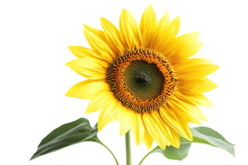 a sunflower with a green stem and a white background