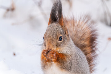 Portrait of a squirrel in winter on white snow background