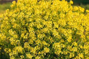 Turkish wartycabbage,.Bunias orientalis yellow flowers closeup selective focus