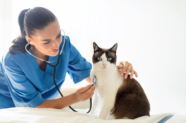 Veterinary Cardiology. Nurse woman at vet cinic conducting routine heart health screening for cat, listening to pet's heart. Veterinarian examining domestic animal with stethoscope during check up