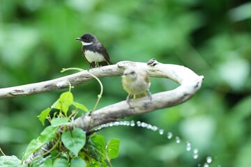 The Ephrathus lives naturally in the forests of Thailand.