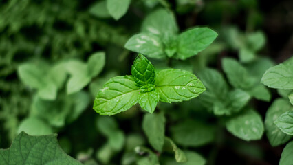 close-up of green fresh mint leaves, peppermint or spearmint in natural light.  Green leaf texture close up, pattern of green mint leaves, top view. Freshness organic, blurred background.