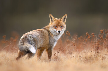 Red Fox ( Vulpes vulpes ) close up