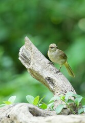 The Bar-Eared Bulbul lives naturally in the forests of Thailand.