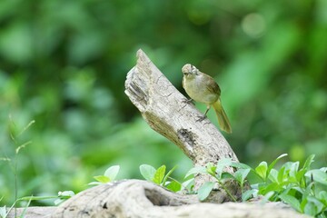 The Bar-Eared Bulbul lives naturally in the forests of Thailand.