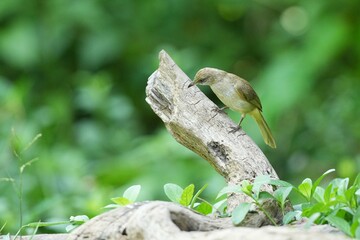 The Bar-Eared Bulbul lives naturally in the forests of Thailand.