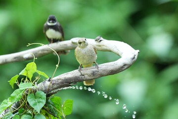 The Bar-Eared Bulbul lives naturally in the forests of Thailand.