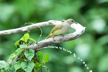 The Bar-Eared Bulbul lives naturally in the forests of Thailand.