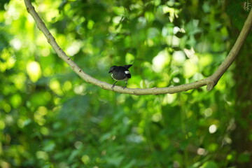 The magpie lives naturally in the forests of Thailand.