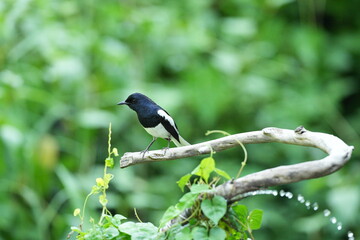 The magpie lives naturally in the forests of Thailand.