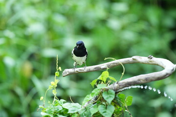 The magpie lives naturally in the forests of Thailand.