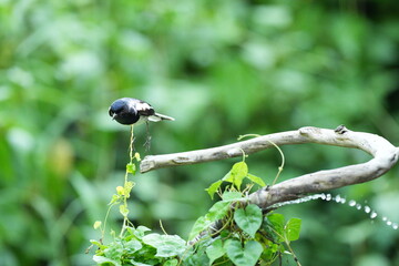 The magpie lives naturally in the forests of Thailand.