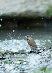 The Black-throated Bushtit lives naturally in the forests of Thailand.
