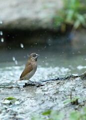 The Black-throated Bushtit lives naturally in the forests of Thailand.