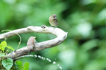 The Black-throated Bushtit lives naturally in the forests of Thailand.