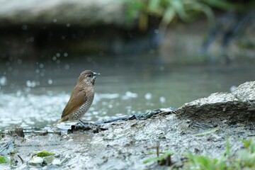 The Black-throated Bushtit lives naturally in the forests of Thailand.