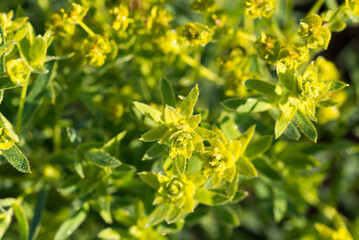 cypres spurge flowers closeup selective focus