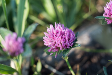 red clover,.Trifolium pratense flowers closeup selective focus