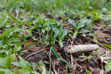 Fototapeta premium A close-up photograph of a used cigarette butt lying on the ground among green grass and dry leaves.