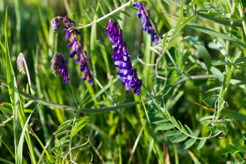 hairy vetch, Vicia villosa purple flowers closeup selective focus