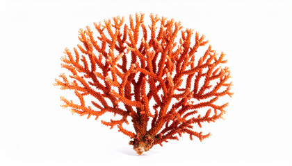 Naklejka premium Ricordea Florida Coral – Vibrant Soft Coral in Marine Aquarium or Reef Environment