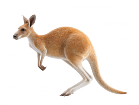 The agile red kangaroo leaps gracefully across the blank white background, showcasing its muscular build and iconic form in a dynamic and captivating pose.