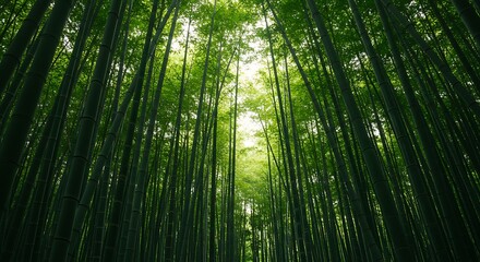 Fototapeta premium Walking Through a Bamboo Forest with Sunlight Streaming Through Tall Green Stalks