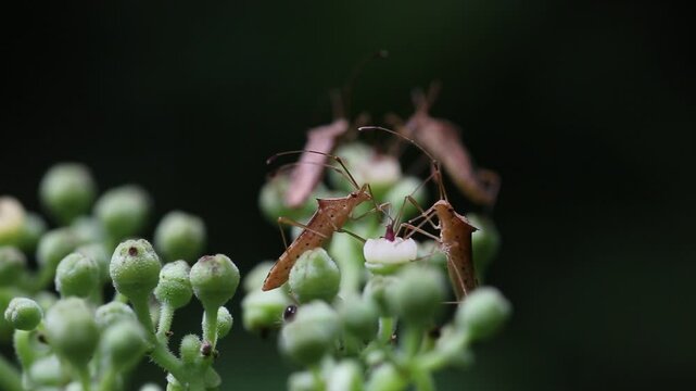 Diversity of insects in Thailand in the forests and environment around us
