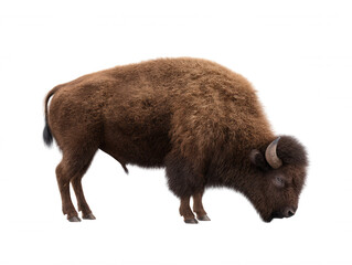 Fototapeta premium Majestic American bison grazes peacefully on a vast plain, its massive frame and shaggy coat a symbol of the untamed wilderness, isolated against white background.