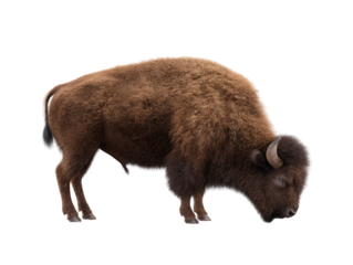 Majestic American bison grazes peacefully on a vast plain, its massive frame and shaggy coat a symbol of the untamed wilderness, isolated against white background.